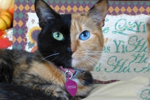 İnternetin yeni fenomen kedisi: Venüs