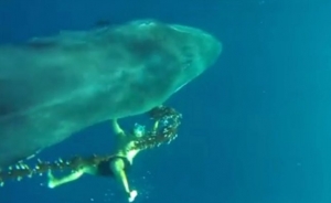 Kahraman dalgıç dev balinayı ölümden kurtardı