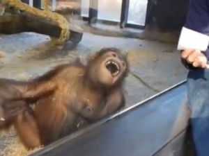 Sihir numarası orangutanı kahkahalara boğdu