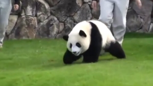 Yaramaz pandanın sevimli halleri